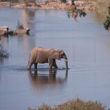 Elefant im Krügerpark  Elefant, Krügerpark