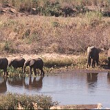 02-10  Elefanten im Krügerpark Südafrika