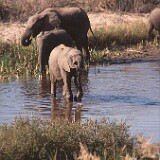 Elefanten im Krügerpark  Elefanten im Krügerpark