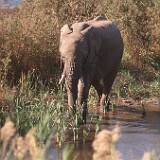 Elefant im Krügerpark  Elefant im Krügerpark