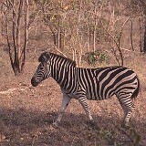 Zebra  Zebra Krügerpark