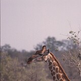03-16  Giraffe Krügerpark