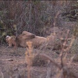 04-23  Löwe Krügerpark Südafrika