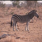 05-10  Zebra Krügerpark Südafrika