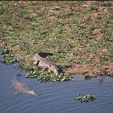 Krokodil im Krügerpark  Krokodil im Krügerpark