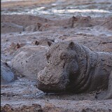 06-15  HIppo Südafrika