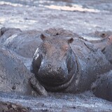 Hippo  Hippo südafrika