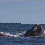 09-17  Wal Südafrika