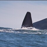 09-21  Walwatsching in Südafrika