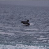 09-35  Wal Südafrika