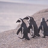 Pinguine  Pinguine Südafrika