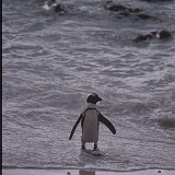 11-13  PInguin Südafrika