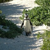 050810-104314  Pinguin Südafrika