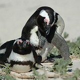 050810-104720  Pinguin Südafrika