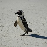 050810-104802  Pinguin Südafrika
