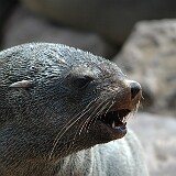 050819-121442  Seelöwe Namibia