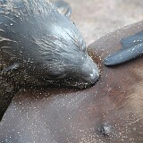 050819-121800-1  Seelöwe Namibia