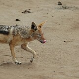 050819-123806  Schakal Namibia