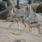 050819-125920  Der Scharbrackenschakal