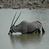 050821-155636  Etosha National Park