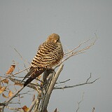 050822-083846  Etosha National Park
