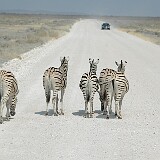 050822-114250  Zebras im Etosha National Park