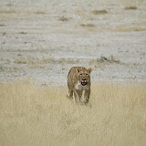 050822-115216  Löwe im Etosha National Park