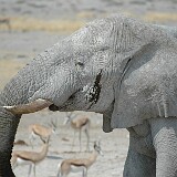 050822-120334-1  Elefant im Etosha National Park