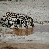 050822-122132  Zerbras am Wasserloch Etosha National Park