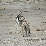 050822-123308-1  Zerbras am kämpfen Etosha National Park
