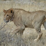 050822-124322  Löwe  Etosha National Park