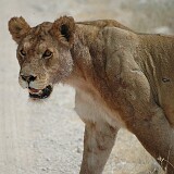 050822-125252  Löwe Etosha National Park