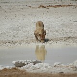 050822-130758  Löwe am trinken Etosha National Park