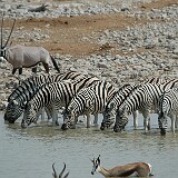 050822-134246  Zebras am Wasserloch Etosha National Park