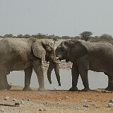 050822-142146  Elefanten Etosha National Park