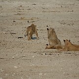 050822-173700  Löwen am faul rumliegen Etosha National Park