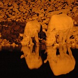 050822-201228  Nashörner am Wasserloch in der Nacht Etosha National Park