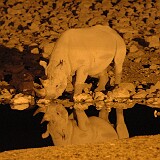 050822-205254  Baby Nashorn am Wasserloch Etosha National Park