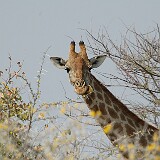 050823-103928-1  Giraffe Etosha National Park