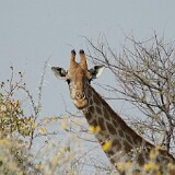 050823-103928  Giraffe Etosha National Park