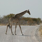 050823-104140  Giraffe Etosha National Park