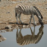 050823-130320  Zebra mit spiegelbild Etosha National Park