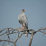 050823-152356  Etosha National Park