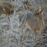 050823-172322  Damara Diki Dik Etosha National Park