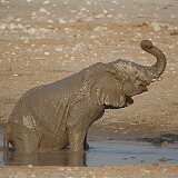 050823-173012  Elefant am Baden Etosha National Park