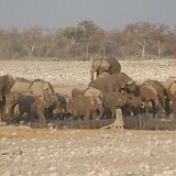 050823-173726-1  Elefanten rund ums Wasserloch Etosha National Park