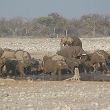 050823-173726  Elefanten am Wasserloch Etosha National Park