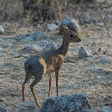 050823-175546  Damara Diki Dik Etosha National Park