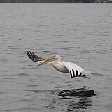 AFR 0257  Pelikan in Swokopmund, Namibia