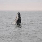 AFR 0657  Wal Swakopmund Namibia